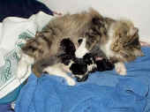 Aglaia_2j mit Babies.jpg (89436 Byte)