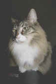 Athina_200611_2.jpg (85209 Byte)