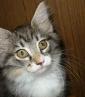 athina_10wo_2.jpg (102117 Byte)