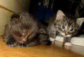 achilles35t_baloo20t.jpg (98868 Byte)