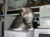 achilles_12wo_2.jpg (56848 Byte)