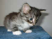 athina_35t_5.jpg (96000 Byte)