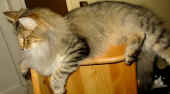 3amelie20.jpg (80025 Byte)