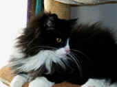 4boris_110803_4_ea.jpg.jpg (118811 Byte)