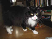 6boris_110810_2.jpg.jpg (130150 Byte)