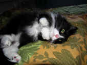 7boris_110811_2.jpg.jpg (163004 Byte)