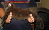 baloo10wo_3a.jpg (50777 Byte)
