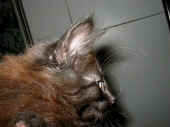 baloo_10wo_3.jpg (76721 Byte)