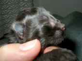 baloo_1t_2.jpg (85741 Byte)