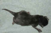 baloo_1t_3.jpg (91182 Byte)