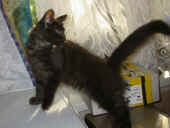 baloo_4mo_3.jpg (108827 Byte)
