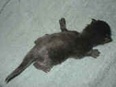 banshee_1t_3.jpg (106370 Byte)