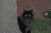 banshee_4j.jpg (86211 Byte)