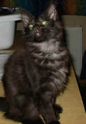 bonnie_4mo_4.jpg (68113 Byte)