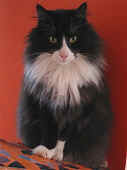 boris_100106_1.jpg.JPG (28049 Byte)