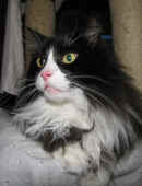 boris_120733_6.jpg.jpg (159174 Byte)