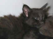 31baloo_63t_2.jpg (89020 Byte)