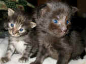 baloo20t__achilles35t.jpg (95740 Byte)