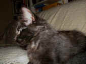 baloo_12wo_4.jpg (100662 Byte)
