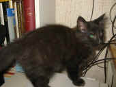 baloo_12wo_7.jpg (65852 Byte)