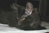 baloo_13wo_3a.jpg (89642 Byte)