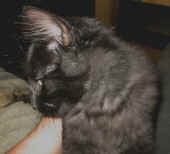 baloo_4,5mo_1.jpg (80534 Byte)
