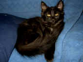 baloo_4mo_1.jpg (93232 Byte)