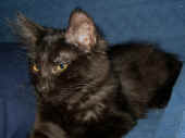 baloo_4mo_4.jpg (86049 Byte)