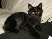 baloo_5mo_2.jpg (73930 Byte)
