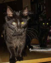 baloo_bonnie_4,5mo_2.jpg (67103 Byte)