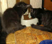 baloo_bonnie_4mo_2.jpg (97977 Byte)