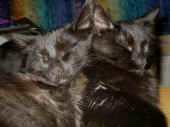 baloo_bonnie_6mo_3.jpg (98500 Byte)
