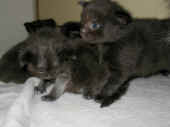 banshee_baloo_37t_1.jpg (99040 Byte)