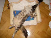 barney_0905_3.JPG (76411 Byte)