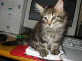 barney_72t_1.jpg (68000 Byte)