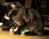 belus_baloo_4,5mo_1.jpg (90052 Byte)