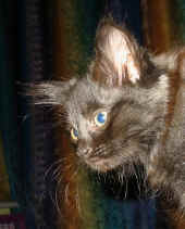 bonnie_10wo_8.jpg (79816 Byte)