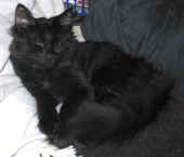 bonnie_4,5_mo_1.jpg (83824 Byte)
