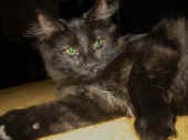 bonnie_4,5mo_2.jpg (76705 Byte)