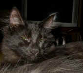bonnie_4,5mo_6.jpg (94375 Byte)