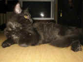 bonnie_4,5mo_9.jpg (55201 Byte)