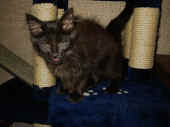 bonnie_4mo_2.jpg (70725 Byte)