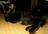 bonnie_4mo_3.jpg (62548 Byte)