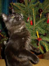 bonnie_6mo_1.jpg (100381 Byte)