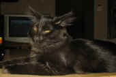 bonnie_6mo_2.jpg (90006 Byte)