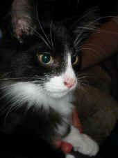 boris_4mo_4.jpg (52649 Byte)