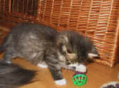 10camillo_37t_7.jpg (92109 Byte)