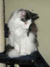 10cheyenne_9mo_11.jpg (89007 Byte)