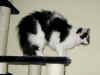 12calypso_9mo_10.jpg (107655 Byte)