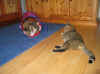 13camillo_11 Mo_9.jpg (106122 Byte)